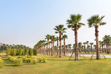Fototapeta premium Petticoat palm trees in public park under blue sky background 