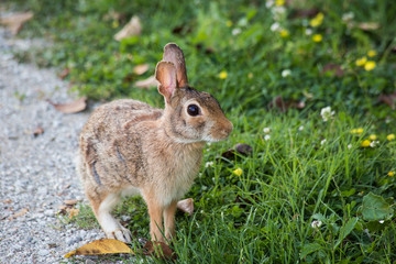 Naklejka na ściany i meble A close shot of a rabbit near a field of grass