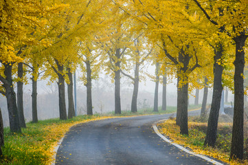 A country road with ginkgo trees in the morning