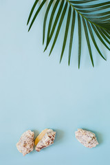 Fototapeta na wymiar tropical leaf and seashells on a pastel blue background. Summer, fashion, minimal concept. Flat lay.