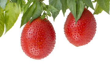 isolated gac fruit or momordica or sweet gourd