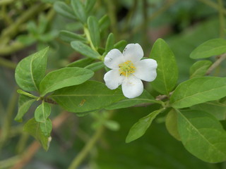 pequeña flor blanca