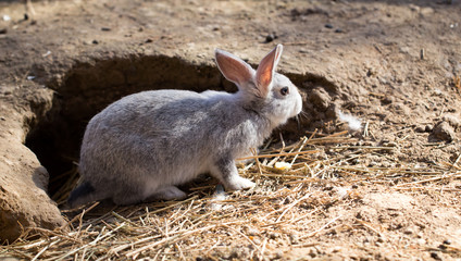 Hares on the ground in the wild