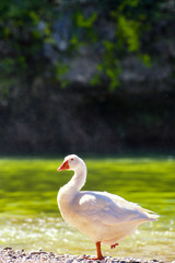 goose by the river under the morning sunlight