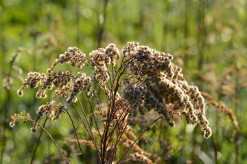 Dry fragrant plant. Close-up