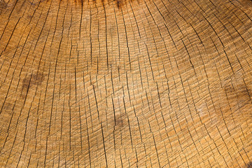 Fototapeta premium Natural wood texture closeup with split crack