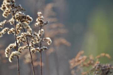 Dry fragrant plant. Close-up
