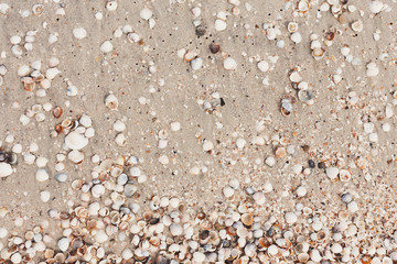 Sea beach sand and seashells background, natural seashore
