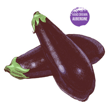 Hand drawn aubergine