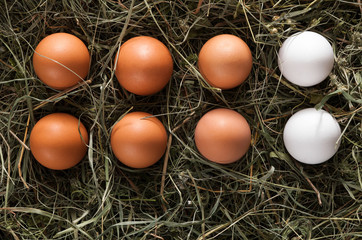 Fresh chicken brown eggs on hay, eco farming background