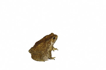 toad isolated in white background