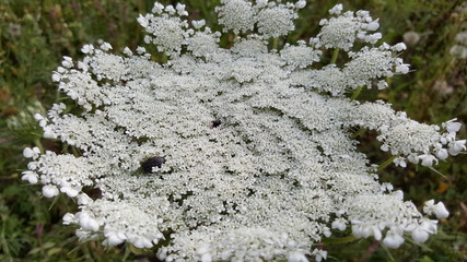 Spring flower