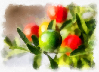 Nightshade berries, solanum pseudocapsicum