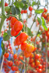 Close up red tomatoes hanging on trees in greenhouse 