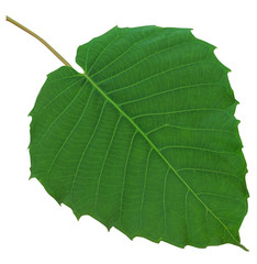 bo leaf on isolate and white background