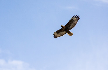 Golden Eagle in Flight