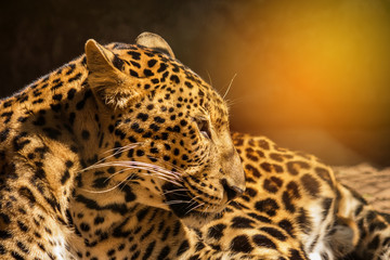 Naklejka na ściany i meble leopard panther resting in natural