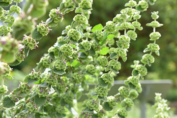 Ballota hirsuta au printemps au jardin