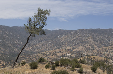 Incline tree over a valley in desert