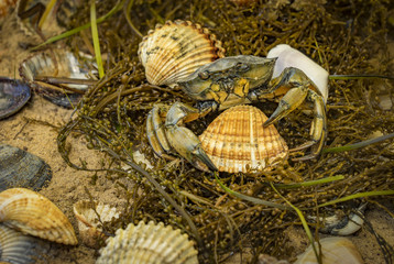 crab in seashells on the dirty sand background