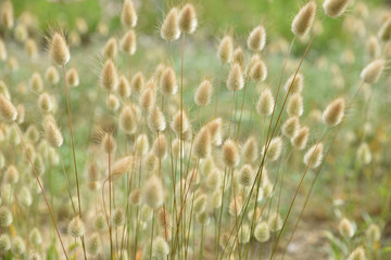 Fototapeta na wymiar Lagurus ovatus ou queue de lièvre au printemps au jardin