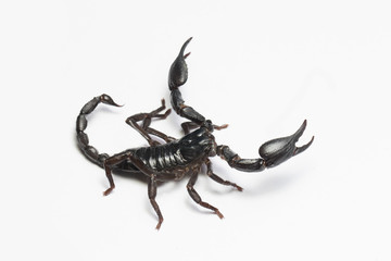 Scorpion in Thailand and Southeast Asia.