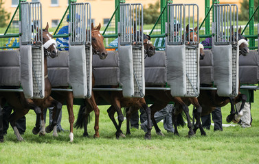 Racehorses sprinting out of starting gates
