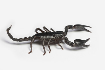 Scorpion in Thailand and Southeast Asia.