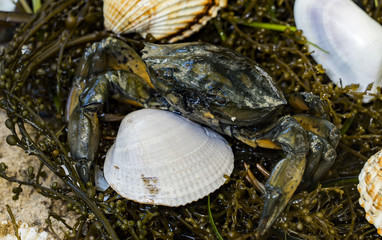 crab in seashells on the dirty sand background