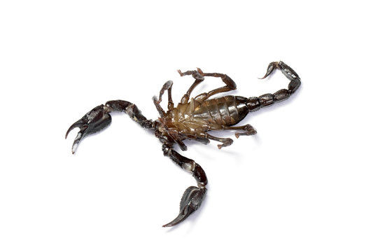 Scorpion in Thailand and Southeast Asia.
