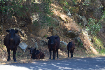 Herd of cows standing on a road under tree shadow
