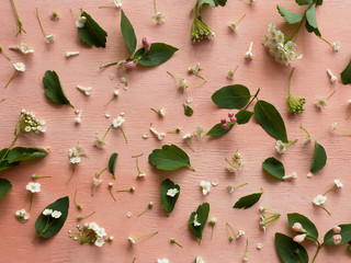 Floral background. Flowers and leaves on vintage pink wooden board.