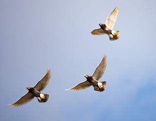 Flock of pigeons against the sky with clouds