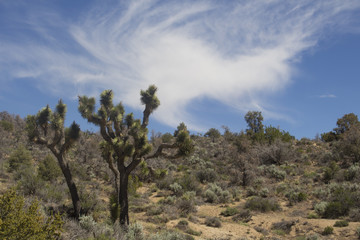 Joshua tree in California desert