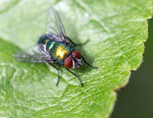 Blow fly, carrion fly, bluebottles or cluster fly