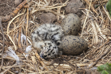 Newborn Sleeping Seagull Chick with Eggs at Anacapa Island California