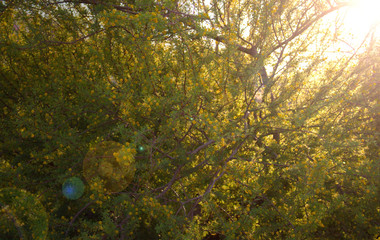 Sunlight through branches at sunset