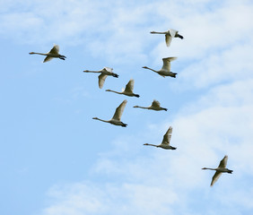Whooper Swans in flight