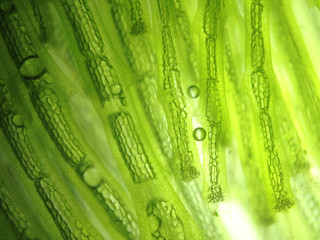 zoom microorganism algae cell - 158874285