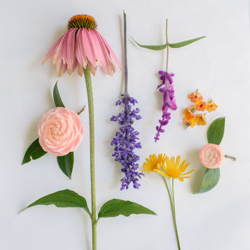 Overhead view of colorful flowers arranged on white background