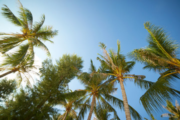 Fototapeta na wymiar Branches of coconut palms under blue sky , Rawa island , Malaysia .