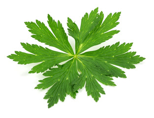 Trollius leaf on white background