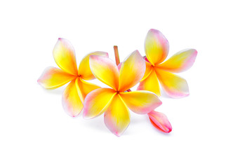 frangipani or plumeria (tropical flowers) isolated on white background