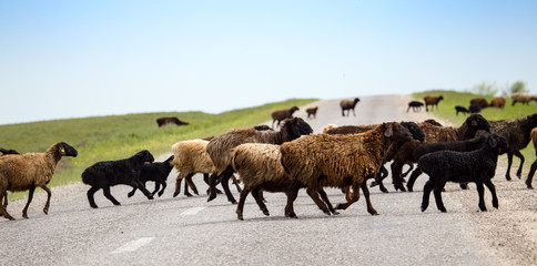 A herd of rams cross the road