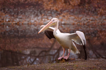 Pelican bird with pink beak near the lake in autumn park, natural background