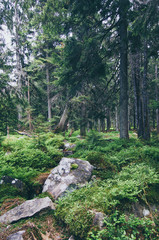 North scandinavian pine forest, Sweden natural travel outdoors vintage hipster background