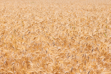 Ear of corn