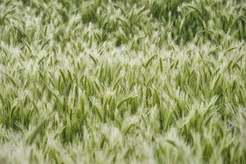 Frische Ähren mit Tautropfen  - Früh morgens im Kornfeld 