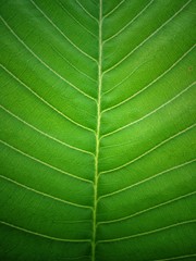 Organic texture background, Closeup green leaf texture background