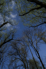 prześwit nieba przez korony drzew  - obrazy, fototapety, plakaty